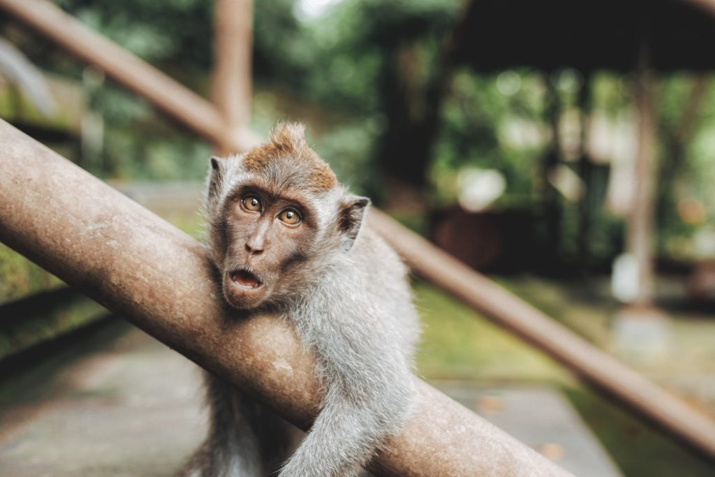 10 days in Bali, Monkey Forest, Ubud