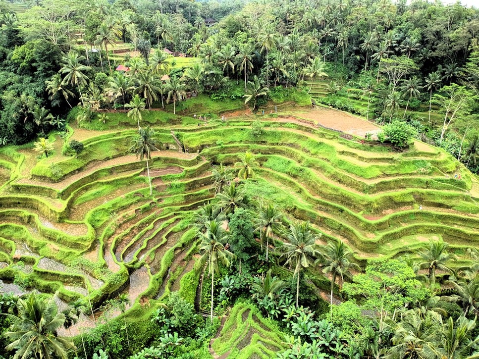 Must see in Bali: Tagalong Rice Terraces