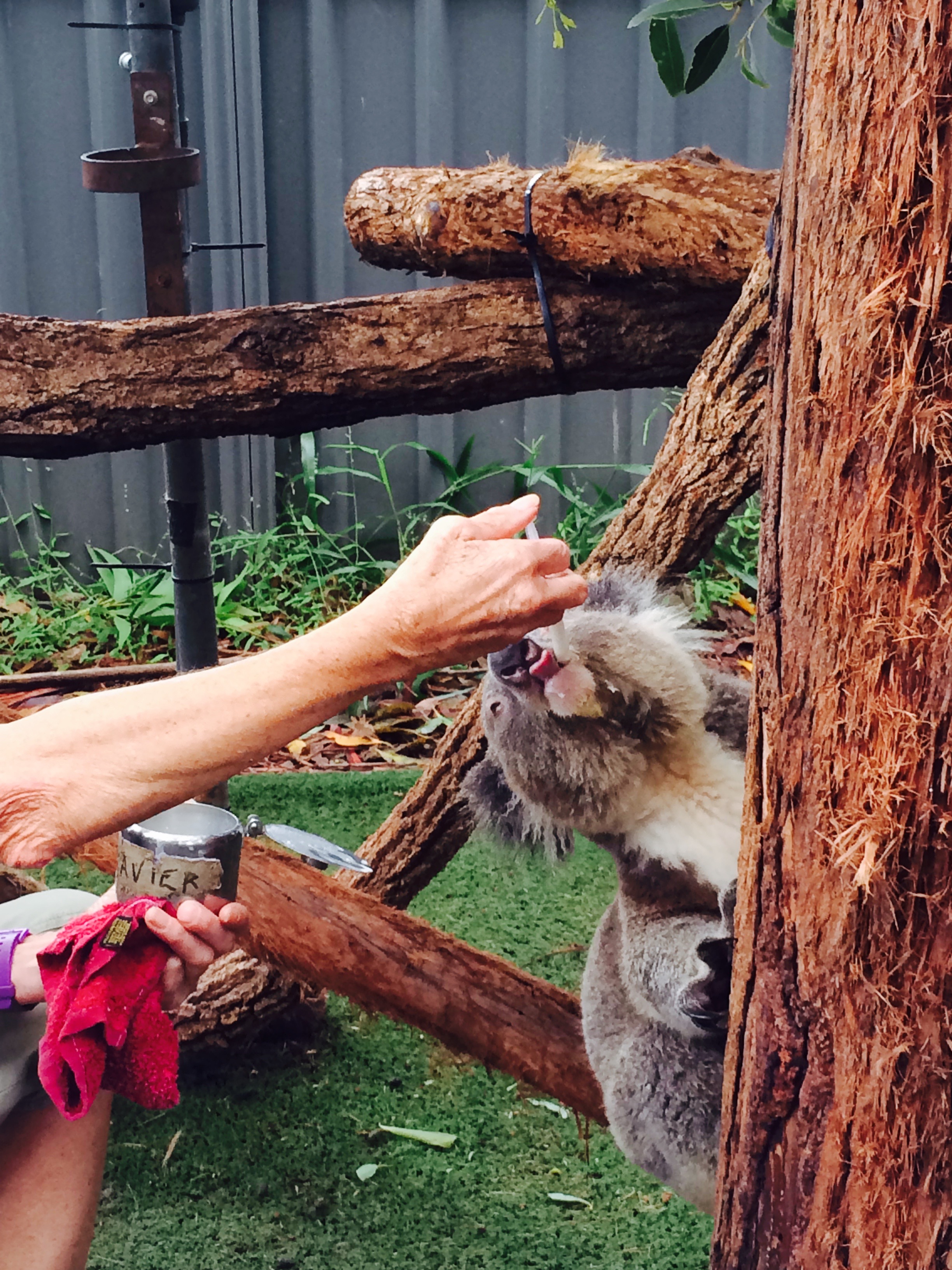 Cute koala in Port Macquarie, Australia