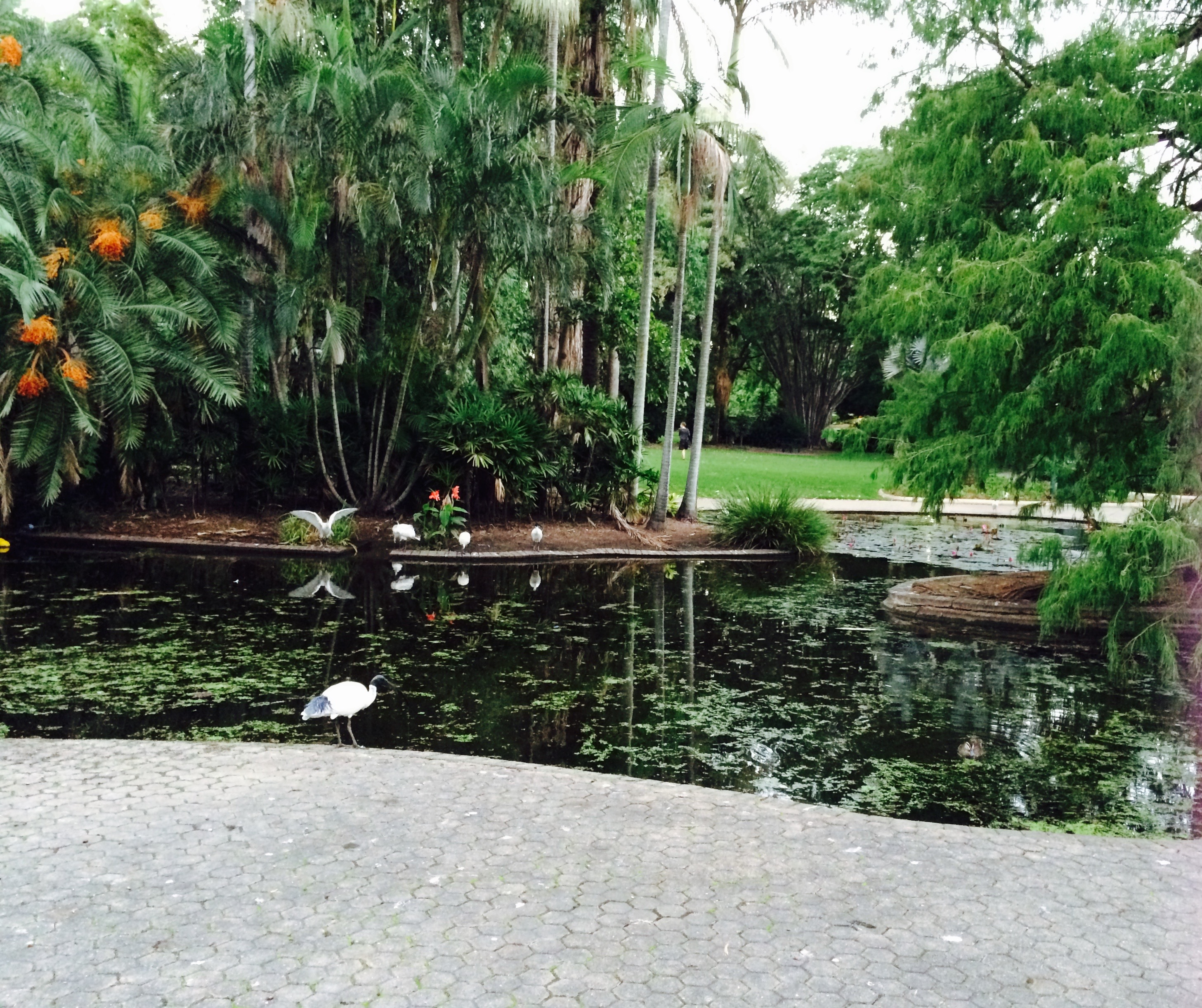 Botanical Garden, Brisbane