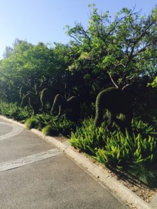 Royal Botanic Garden, Melbourne