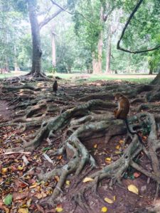 Royal Botanical Garden, Kandy