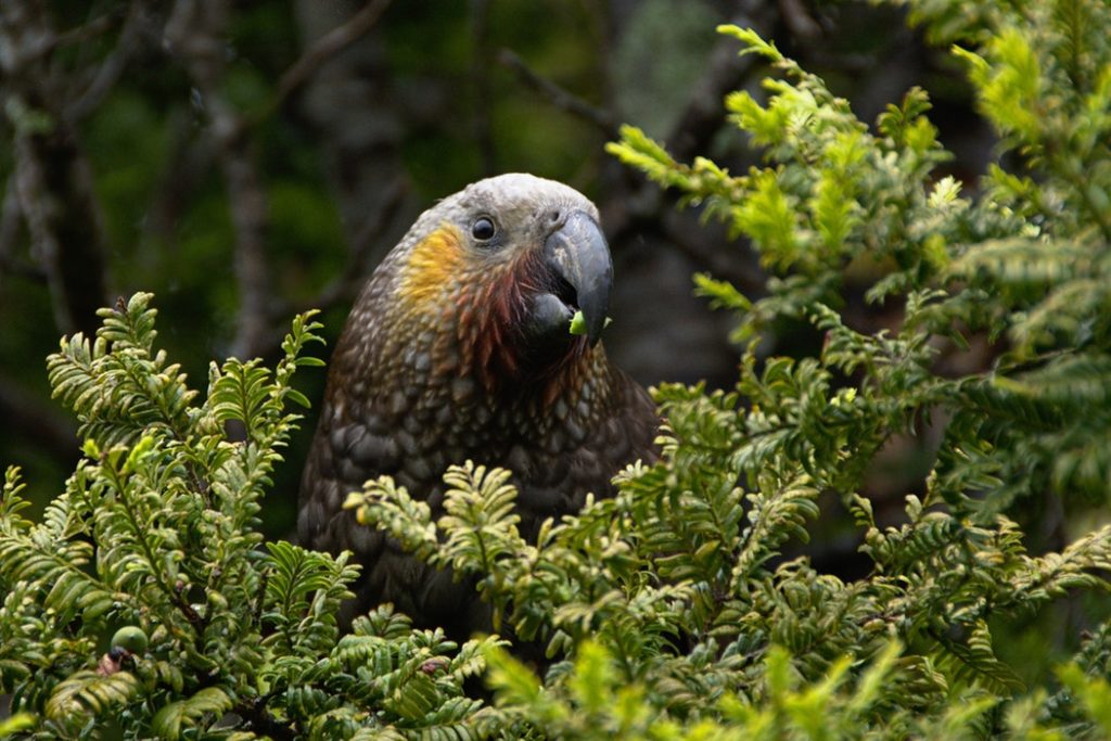 Pukaha Mount Bruce National Wildlife Centre