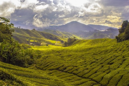 Cameron Highlands, Malaysia.Visit the Tea Plantation