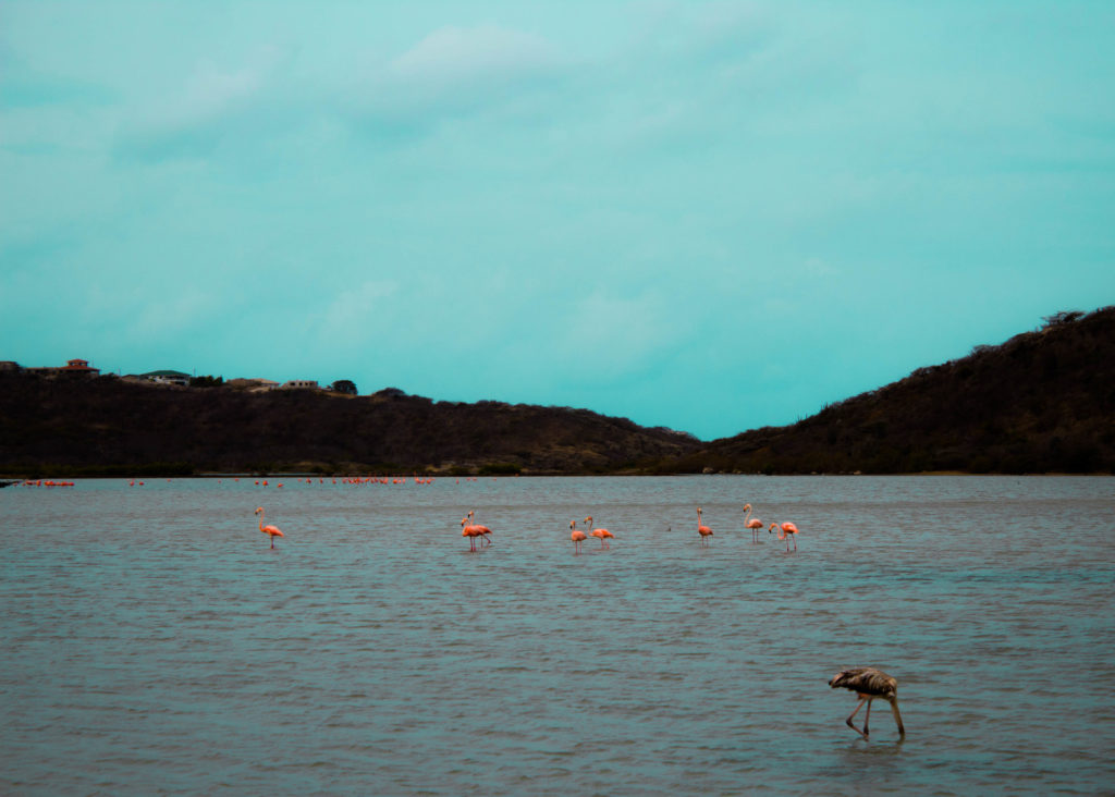 Wild Flamingoes in Curacao