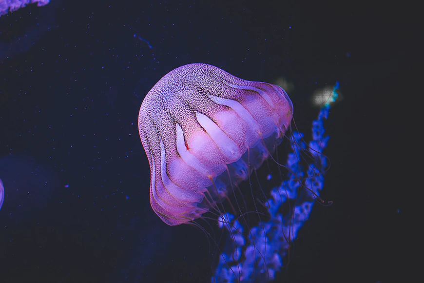 The Aquarium of Paris