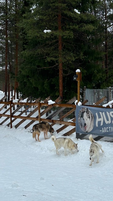 Husky Meet and Greet, Finland