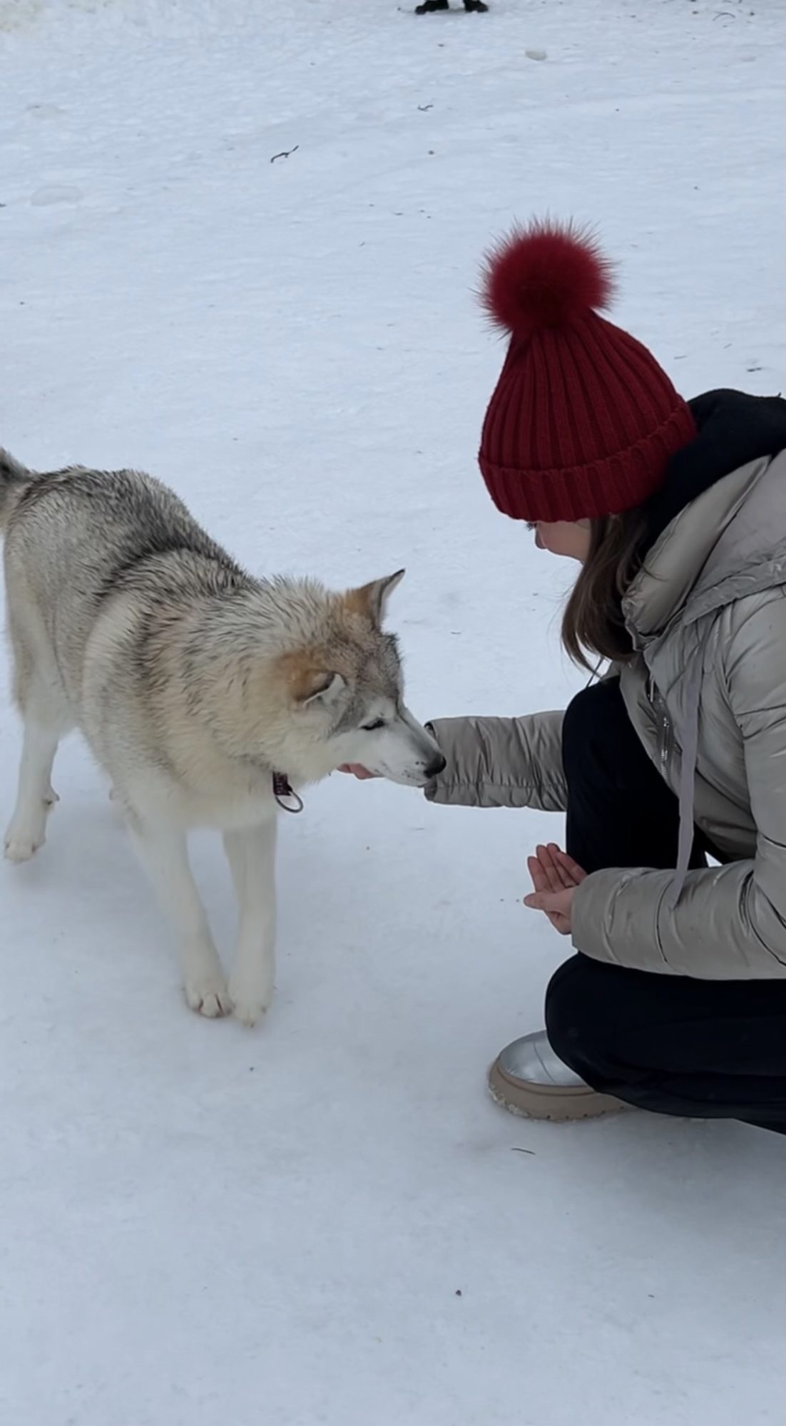 Husky Meet and Greet, Finland