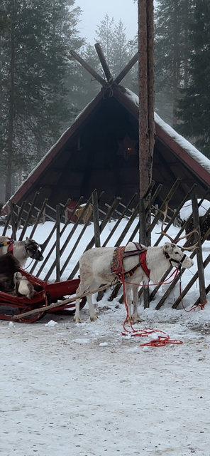 Santa’s Reindeer Sleigh Ride, Rovaniemi, Finland