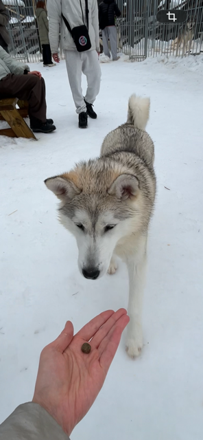 Husky Meet and Greet, Finland