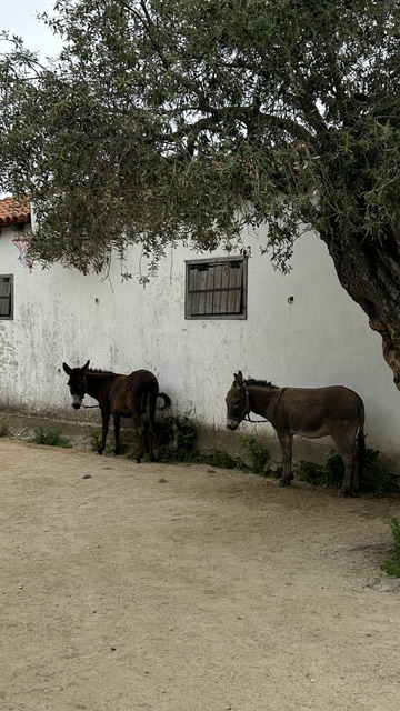 Pegasus Farm, Thassos